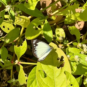 Cepora perimale ssp. scyllara at Townsville City, QLD - Today by Hejor1