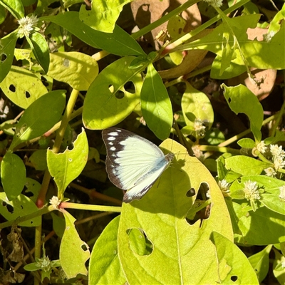 Cepora perimale ssp. scyllara at Townsville City, QLD - 30 May 2025 by Hejor1