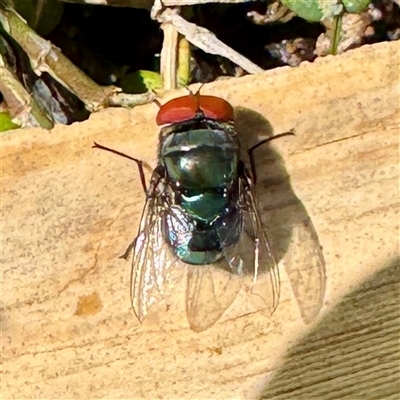 Chrysomya sp. (genus) at Townsville City, QLD - 30 May 2025 by Hejor1