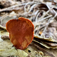 Trametes coccinea at Townsville City, QLD - 30 May 2025 by Hejor1