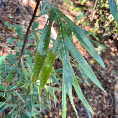 Grevillea sp. at Townsville City, QLD - 30 May 2025 by Hejor1