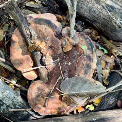 zz Polypore (shelf/hoof-like) at Townsville City, QLD - 30 May 2025 by Hejor1