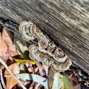 Trametes sp. at Townsville City, QLD - Today by Hejor1