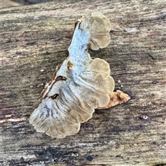 Auricularia pusio group at Townsville City, QLD - 30 May 2025 11:25 AM