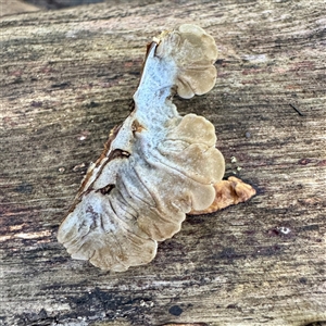 Auricularia pusio group at Townsville City, QLD - 30 May 2025 11:25 AM
