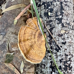 Hexagonia tenuis at Townsville City, QLD - 30 May 2025 by Hejor1