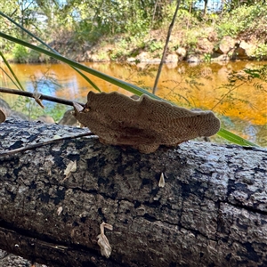 Hexagonia tenuis at Townsville City, QLD - 30 May 2025 11:30 AM