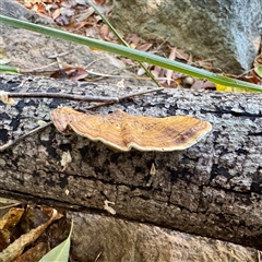 Hexagonia tenuis at Townsville City, QLD - 30 May 2025 11:30 AM