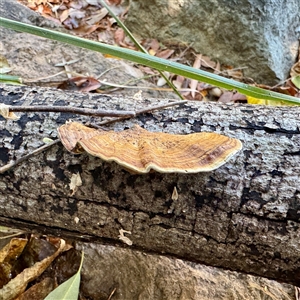 Hexagonia tenuis at Townsville City, QLD - 30 May 2025 11:30 AM