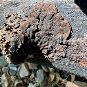 Hypoxylon sp. at Townsville City, QLD - Today by Hejor1