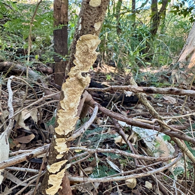 Polypore sp. at Townsville City, QLD - 30 May 2025 by Hejor1