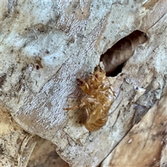 Cicadidae (family) at Townsville City, QLD - 30 May 2025 by Hejor1