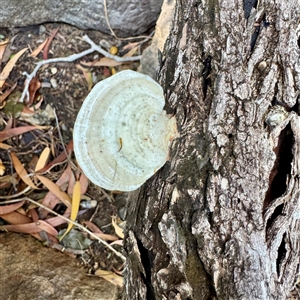 Trametes sp. at Townsville City, QLD - Today by Hejor1