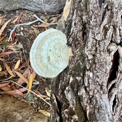 Trametes sp. at Townsville City, QLD - 30 May 2025 by Hejor1