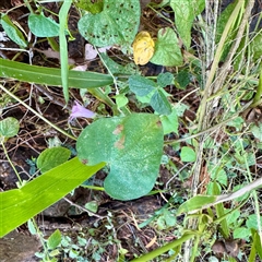 Ipomoea nil at Townsville City, QLD - 30 May 2025 by Hejor1