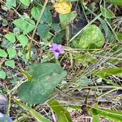 Unverified at suppressed - suppressed