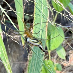 Leucauge sp. (genus) at Townsville City, QLD - Today by Hejor1