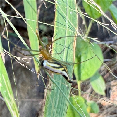 Leucauge sp. (genus) at Townsville City, QLD - 30 May 2025 by Hejor1