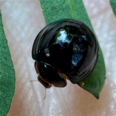Coccidulini (tribe) (Labybird beetle) at Townsville City, QLD - 30 May 2025 by Hejor1