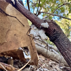 Schizophyllum commune at Townsville City, QLD - Yesterday by Hejor1