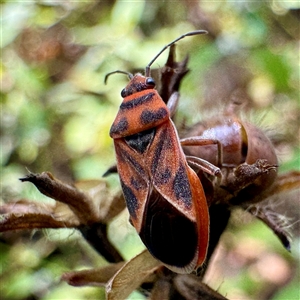 Lygaeoidea sp. (superfamily) at Townsville City, QLD - Today by Hejor1