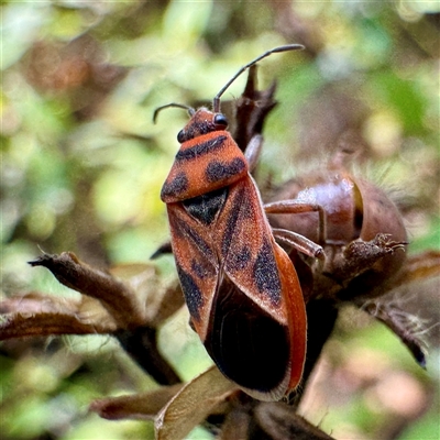 Lygaeoidea sp. (superfamily) at Townsville City, QLD - 30 May 2025 by Hejor1