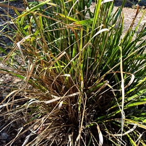 Lomandra sp. at Townsville City, QLD - Today by Hejor1