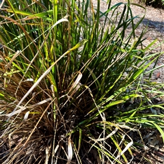 Lomandra hystrix at Townsville City, QLD - 30 May 2025 11:57 AM