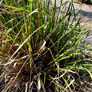 Lomandra hystrix at Townsville City, QLD - 30 May 2025 11:57 AM