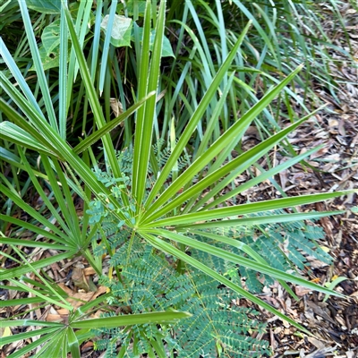 Livistona australis at Townsville City, QLD - 30 May 2025 by Hejor1