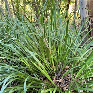 Lomandra sp. at Townsville City, QLD - Today by Hejor1