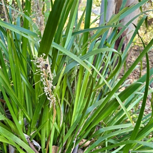 Lomandra hystrix at Townsville City, QLD - 30 May 2025 12:00 PM