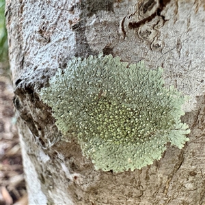 Dirinaria applanata at Townsville City, QLD - Today by Hejor1