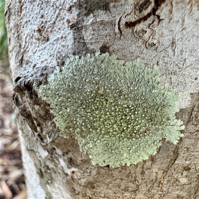 Dirinaria applanata at Townsville City, QLD - 30 May 2025 by Hejor1