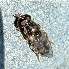 Eumerus sp. (genus) at Townsville City, QLD - 30 May 2025 by Hejor1