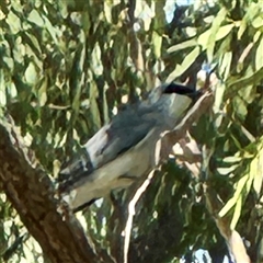 Coracina papuensis at Townsville City, QLD - 30 May 2025 12:08 PM
