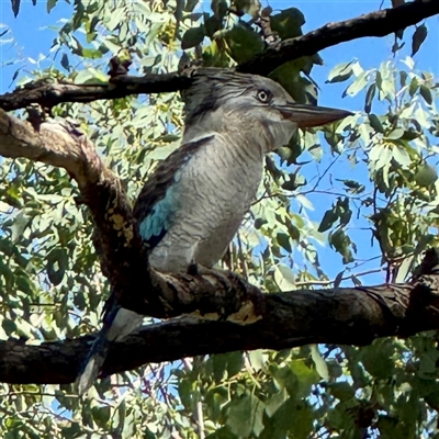 Dacelo novaeguineae at Townsville City, QLD - 30 May 2025 by Hejor1