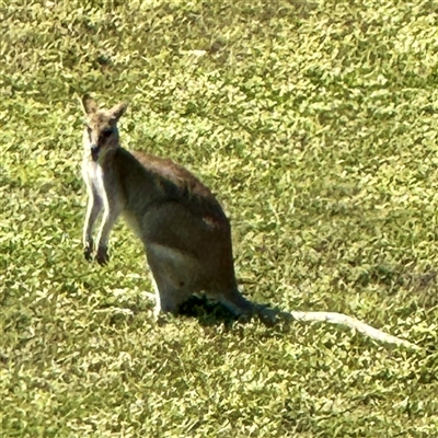 Macropus agilis at Townsville City, QLD - 30 May 2025 by Hejor1