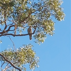 Falco cenchroides at Wirlinga, NSW - 30 May 2025 by RobCook