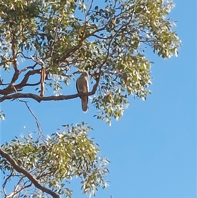 Falco cenchroides at Wirlinga, NSW - 30 May 2025 by RobCook