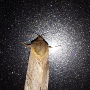 Unverified Moth (Lepidoptera) at Wirlinga, NSW - 22 May 2025 by RobCook