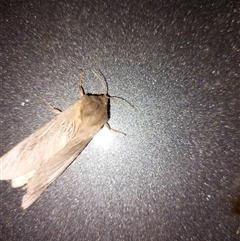 Oxycanus silvanus at Wirlinga, NSW - 22 May 2025 09:20 PM