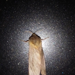 Oxycanus silvanus at Wirlinga, NSW - 22 May 2025 09:20 PM