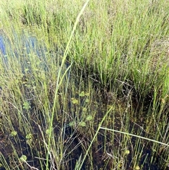 Amphibromus sp. (Swamp Wallaby Grass) at Tharwa, ACT - 17 Dec 2023 by JaneR