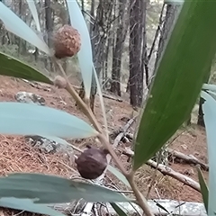 Trichilogaster sp. (genus) (Acacia gall wasp) at Isaacs, ACT - Yesterday by Mike