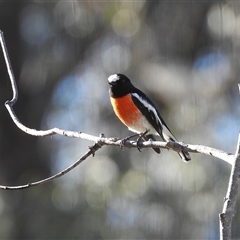 Petroica boodang (Scarlet Robin) at Fadden, ACT - 30 May 2025 by LineMarie