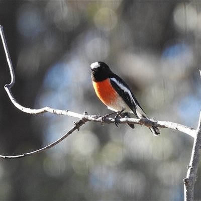 Petroica boodang (Scarlet Robin) at Fadden, ACT - 30 May 2025 by LineMarie