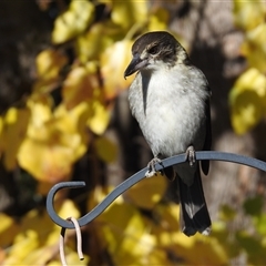 Cracticus torquatus (Grey Butcherbird) at Kambah, ACT - 30 May 2025 by LineMarie