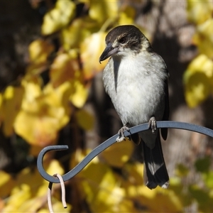 Cracticus torquatus at Kambah, ACT - Today by LineMarie