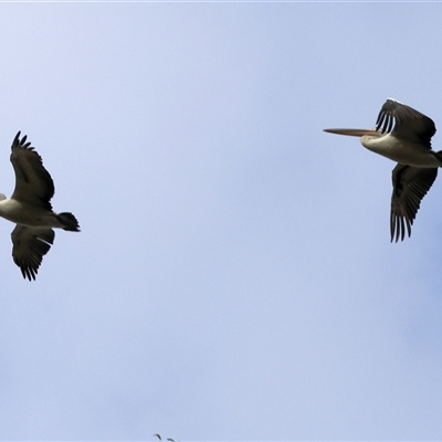 Pelecanus conspicillatus at Killara, VIC - 24 May 2025 by KylieWaldon